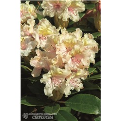 Род-н	Rhododendron	Fryderyk С5