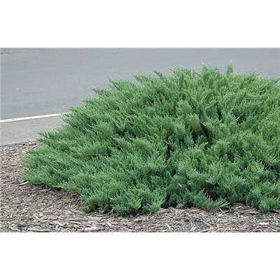 Juniperus sabina "Tamariscifolia"