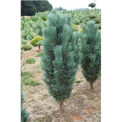 Pinus sylvestris 'Bailey's Upright'