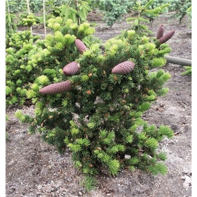 Ель обыкновенная Ломбартси (Picea abies Lombartsii) С5