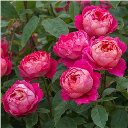 Роза парковая Benjamin Britten