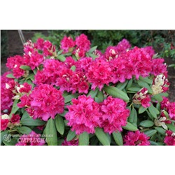 Rhododendron Neon Kiss   C5