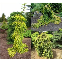 Picea	ab. Gold Drift