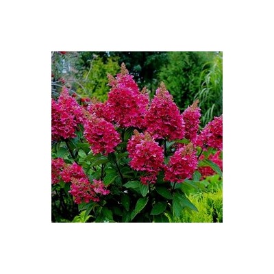 Hydrangea paniculata Wim´S Red