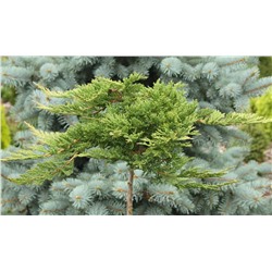 Juniperus horizontalis Prince of Wales С2 Ра70