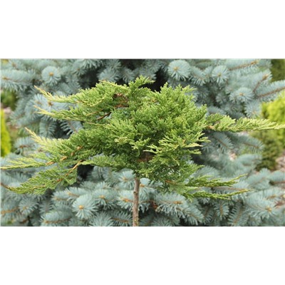 Juniperus horizontalis Prince of Wales С2 Ра70
