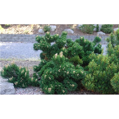 Pinus mugo 'Jakobsen'	25-30 cm cont. 5,0L