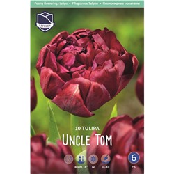 Тюльпан Uncle Tom