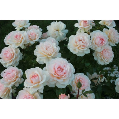 Роза чайно-гибридная Chandos Beauty