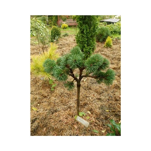 Сосна	Pinus	m. Jacobsen	C4	Pa40
