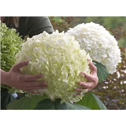 Hydrangea arborescens PW® STRONG ANNABELLE