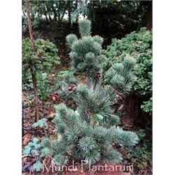 Pinus parviflora 'Tokyo's Dwarf'