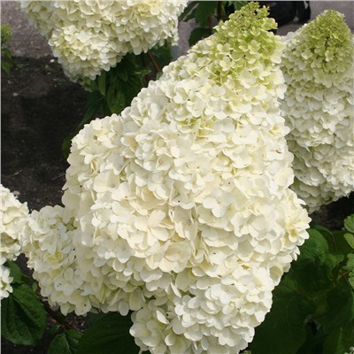 Hydrangea paniculata Magical Moonlight