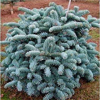 Abies procera 'Bizarro'	40-50 cm cont. 7,5L