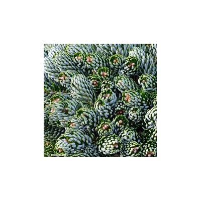 Abies koreana 'Kohout's Icebreaker'	25-30 cm cont. 7,5L