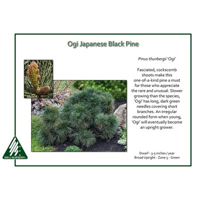 Pinus	thunb. Ogi