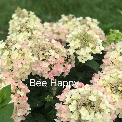 Hydrangea paniculata Bee Happy stem 70-80