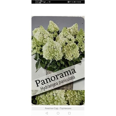 Гортензия метельчатая  paniculata Panorama