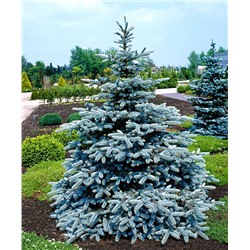 Picea pungens 'Superblue'