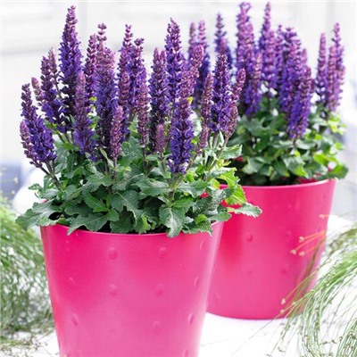 Salvia n. Sensation® Compact Violet