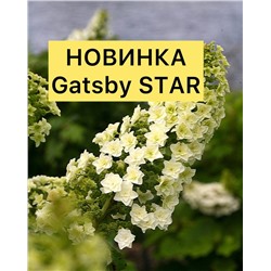Гортензия дуболистная Gatsby Star, PW