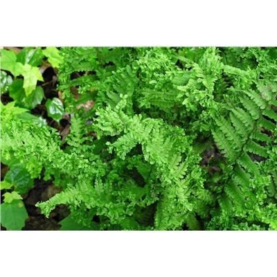 Dryopteris "Crispa Cristata"