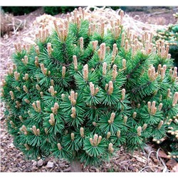 Pinus  mugo Mops