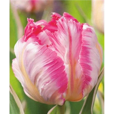 Tulipa	Тюльпан	Silver Parrot (10 шт)