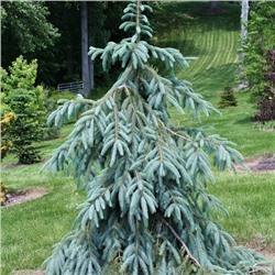 Picea engelmannii 'Bush's Lace'	70-80 cm cont. 10L