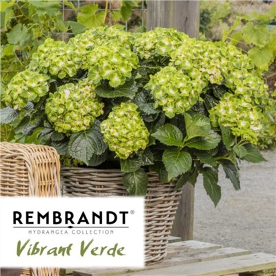 Гортензия крупнолистная (Hydrangea mac Rembrandt Vibrant Verde)