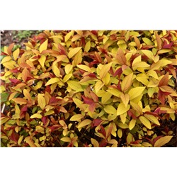 Spiraea japonica `Hubert Gold`