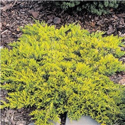Juniperus horizontalis "Golden Carpet С3