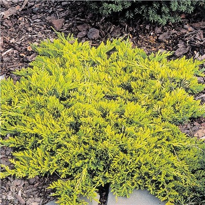 Juniperus horizontalis "Golden Carpet