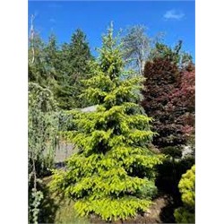 Picea omorika 'Golden Rain'	70-80 cm cont. 10L