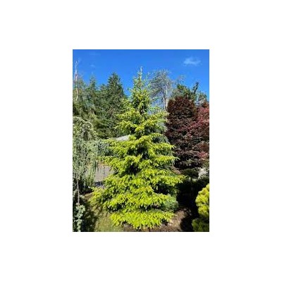 Picea omorika 'Golden Rain'	70-80 cm cont. 10L