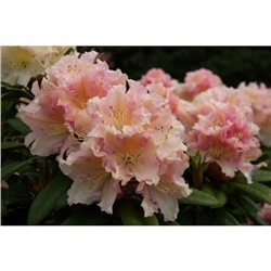 Род-н	Rhododendron	Kotnov С5
