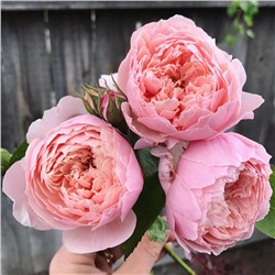 Роза парковая The Alnwick Rose