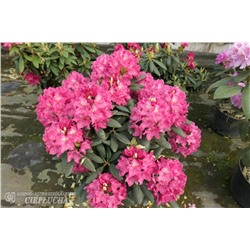 Rhododendron Jan III Sobieski / Royal Amaranth   C5