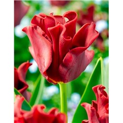 Tulipa	Тюльпан	Red Dress (10 шт)