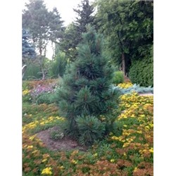 Pinus cembra 'Pillar'	25-30 cm cont. 5,0L