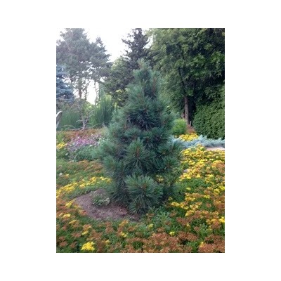 Pinus cembra 'Pillar'	25-30 cm cont. 5,0L