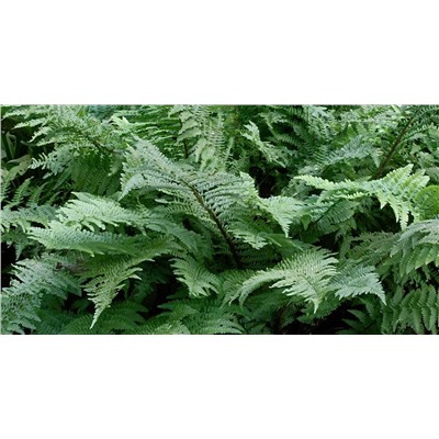 Dryopteris filix-mas ‘Barnesi’