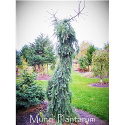 Picea omorika 'Pendula Sněžná'	C5	35/50