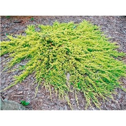 Juniperus Horizontalis 'Golden Carpet'