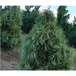 Pinus	kor. Jack Corbit