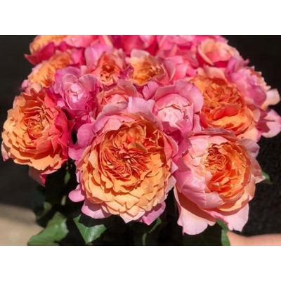 Роза японская срезочная Miyabi "Мияби"