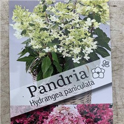 Гортензия метельчатая (Hydrangea pan Pandria)