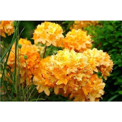 Rhododendron  Азалия (Род-н) Golden Lights  C5