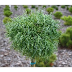 Pinus	strob. Green Twist