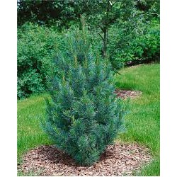 Pinus cembra 'Compacta Glauca'	25-30 cm cont. 5,0L